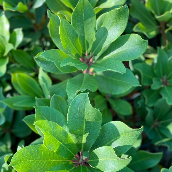 Rhododendron Lem's Monarch green foliage