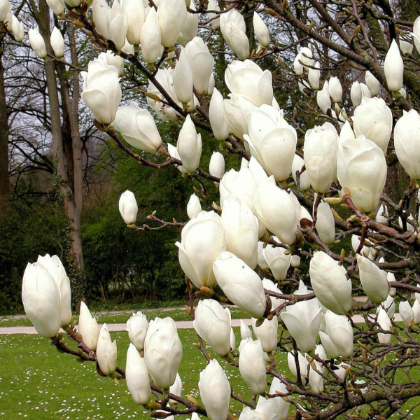 Magnolia 'Lennei Alba', deciduous tree large, also know as the Saucer Magnolia. White goblet-shaped flowers appear in spring.