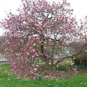 Magnolia | Lennei