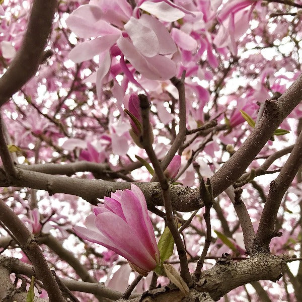 Magnolia 'Leonard Messel', deciduous tree with cyclamen-purple blooms that feature a soft white tinge on the inside.