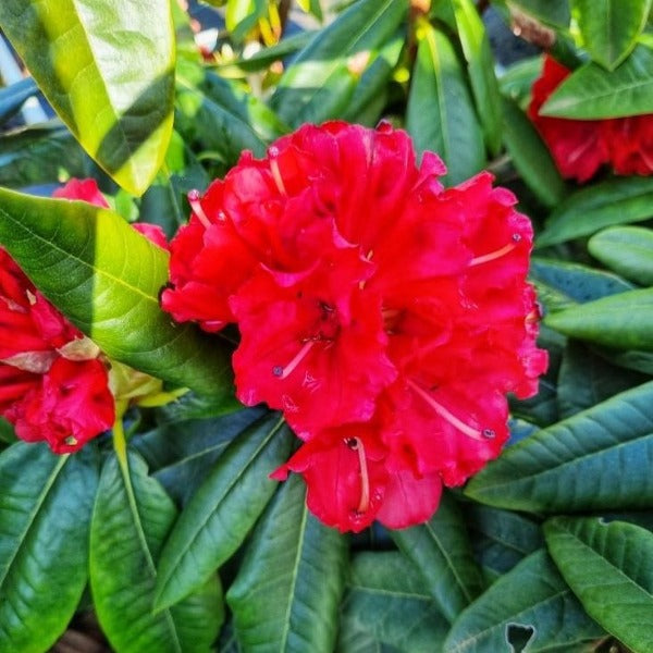 Rhododendron Lighthouse. Trusses of bright red flowers against bright green pointy foliage.