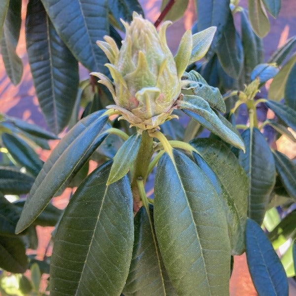 Rhododendron 'Lighthouse' foliage with buds