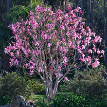 Load image into Gallery viewer, Magnolia | Liliiflora
