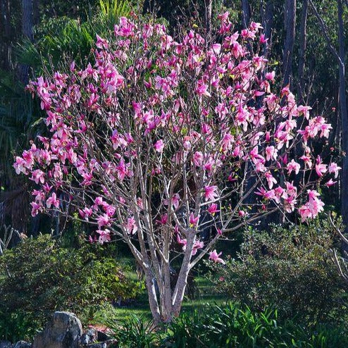 Magnolia | Liliiflora