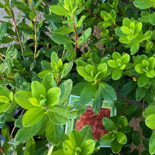 Load image into Gallery viewer, Azalea &#39;Little Red Riding Hood&#39; green foliage
