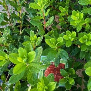 Azalea 'Little Red Riding Hood' green foliage