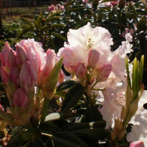 Rhododendron | Loder's White