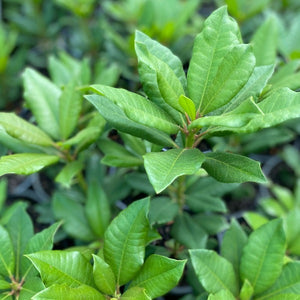 Rhododendron 'Lord Roberts' green foliage