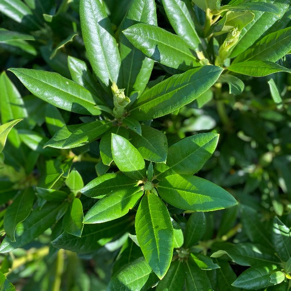 Rhododendron 'Lucidium' green foliage