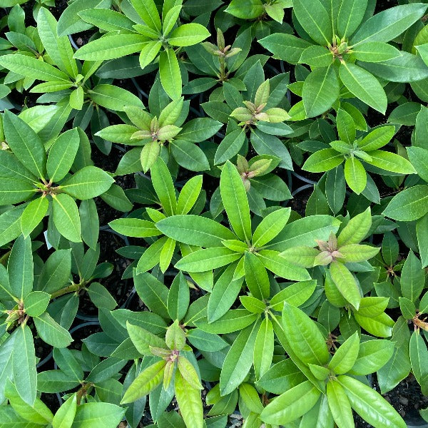 Rhododendron 'Lydia', evergreen foliage.