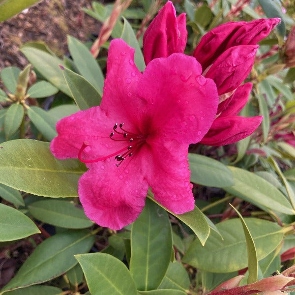 Rhododendron 'Lydia', florescent red=-pink flowers and mid-green foliage.