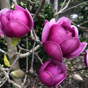 Magnolia 'Burgandy Glow', deciduous tree with goblet-shaped flowers, bright purple outside, white on the inside