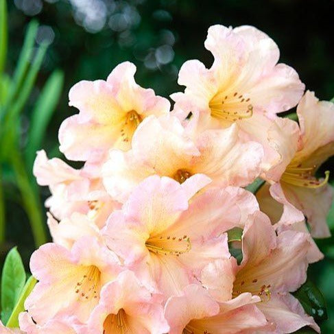 Rhododendron | Margaret Dunn