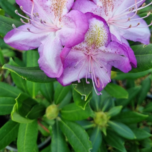 Rhododendron | Madame Cachet