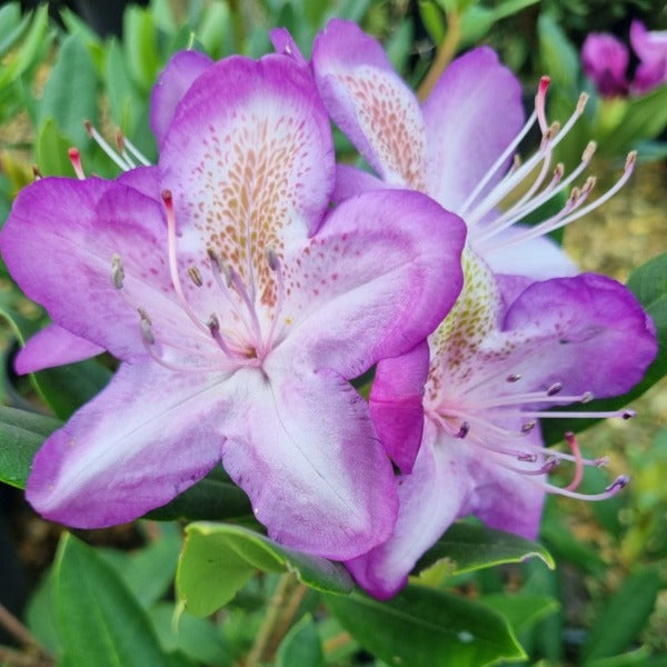 Rhododenron Madame Cachet,purple edged flowers with white centres and strong yellow marking on dorsal lobe