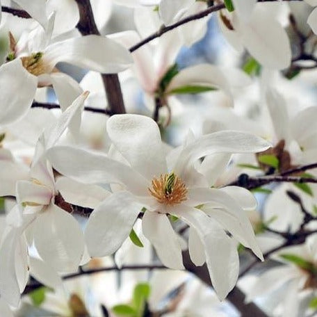 Magnolia 'Stellata', deciduous tree featuring buds that open to reveal small, fragrant white blossoms.