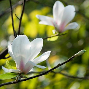 Magnolia 'Denudata', deciduous tree with pure-white, tulip-shaped flowers that have a slight citrus scent,