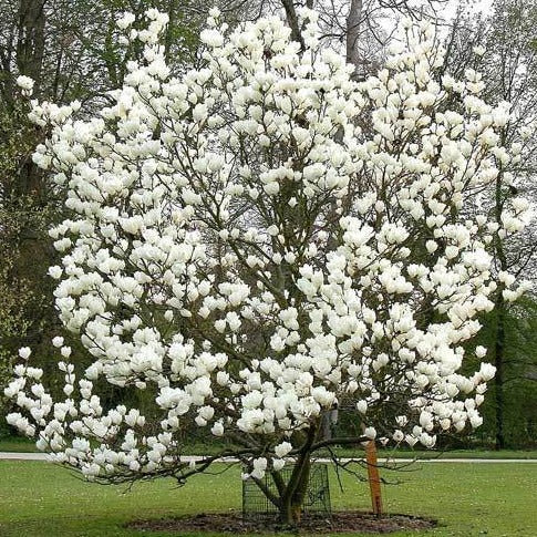 Magnolia | Lennei Alba