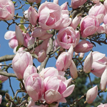 Load image into Gallery viewer, Magnolia &#39;Soulangeana&#39; Pink, deciduous tree featuring a profusion of fragrant, purplish-pink, tulip-shaped flowers.
