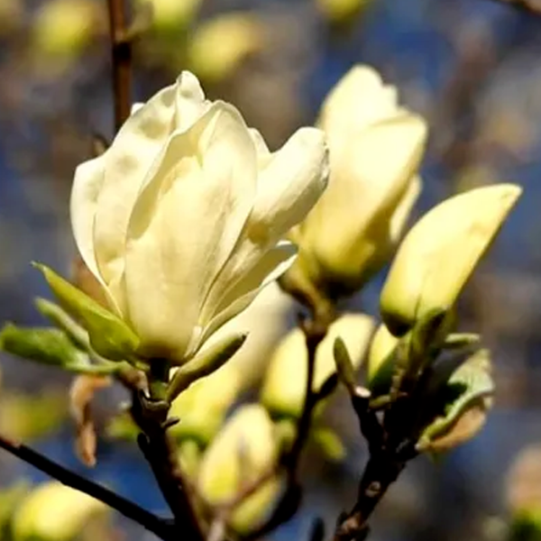 Magnolia 'Elizabeth', deciduous tree with slightly fragrant, primrose-yellow blooms in spring.