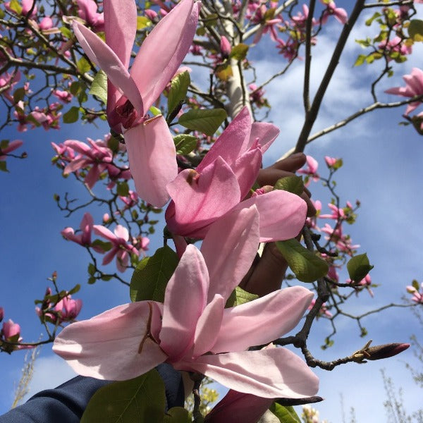 Magnolia 'Galaxy', deciduous tree with deep purple-red buds, openintog  reveal blooms that are large, slightly fragrant, light pinkish-purple outside and paler rose-pink within