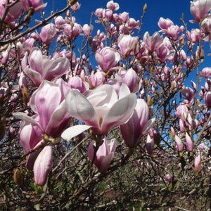 Magnolia 'Norbertii', deciduous tree featuring very pale pink flowers in spring.