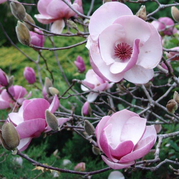 Magnolia | Raffillii
