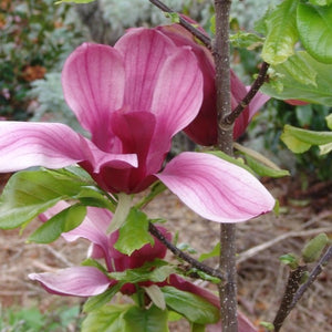 Magnolia 'Holland Red', deciduous tree with masses of tulip-shaped, deep reddish-purple flowers that emit a subtle spicy fragrance.