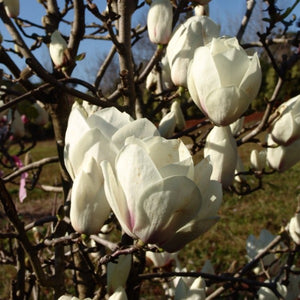 Magnolia | Lennei Alba