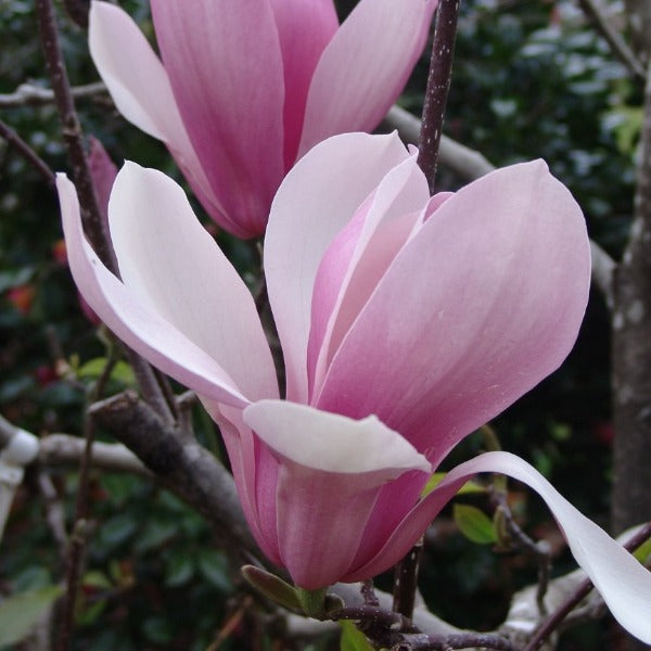Magnolia 'Royal Crown', deciduous tree featuring dark red-violet buds that open to reveal crown-shaped, large pink blooms with long narrow petals.