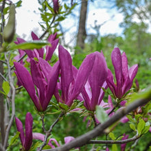 Load image into Gallery viewer, Magnolia liliiflora &#39;Nigra&#39;, deciduous tree featuring fragrant upright pointed blossoms in dark reddish-purple.
