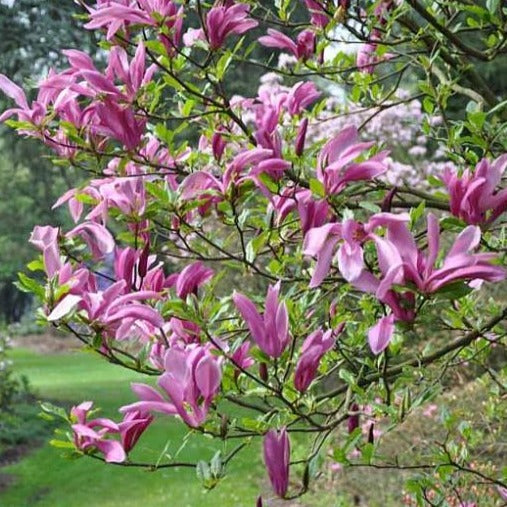 Magnolia 'Ricki', deciduous tree featuring goblet-shaped blooms in reddish-purple.