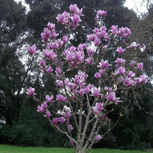 Load image into Gallery viewer, Magnolia | Soulangeana Pink
