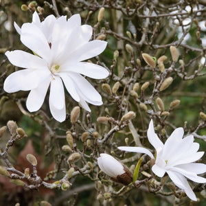 Magnolia | Royal Star