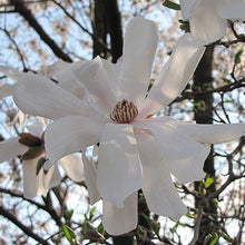 Load image into Gallery viewer, Magnolia &#39;Waterlily&#39;, deciduous tree featuring soft-pink buds that open to reveal fragrant, very pale-pink, star-like flowers that fade to white.
