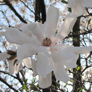 Magnolia 'Waterlily', deciduous tree featuring soft-pink buds that open to reveal fragrant, very pale-pink, star-like flowers that fade to white.
