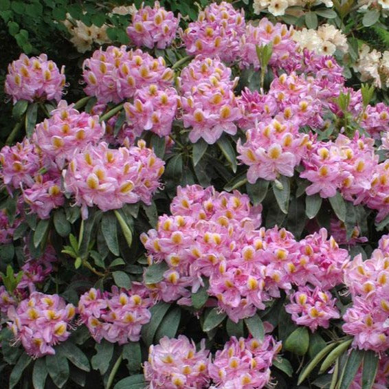 Rhododendron | Mahmoud