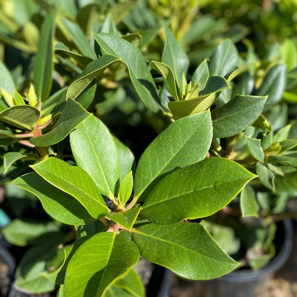 Rhododendron Margaret Mack green foliage