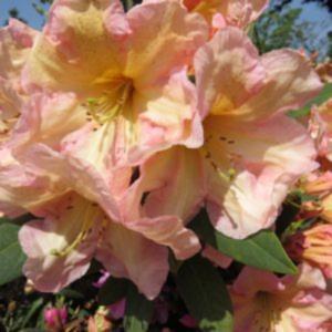 Rhododendron | Margaret Dunn