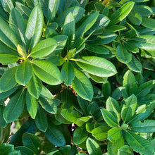 Load image into Gallery viewer, Rhododendron Maria&#39;s Choice green foliage
