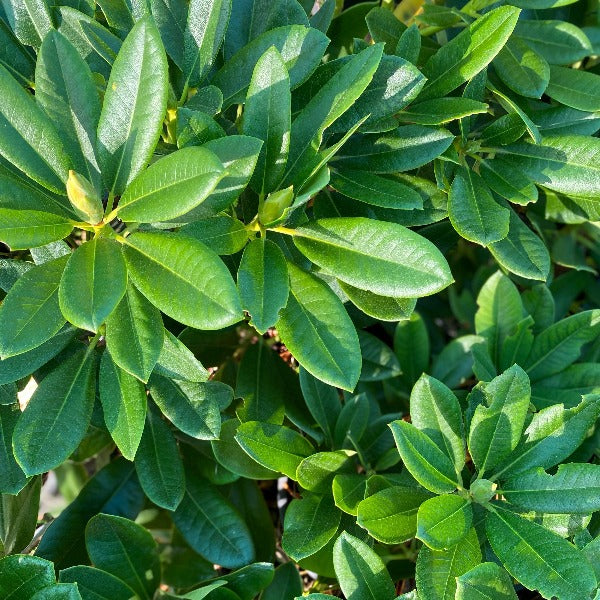 Rhododendron Maria's Choice green foliage