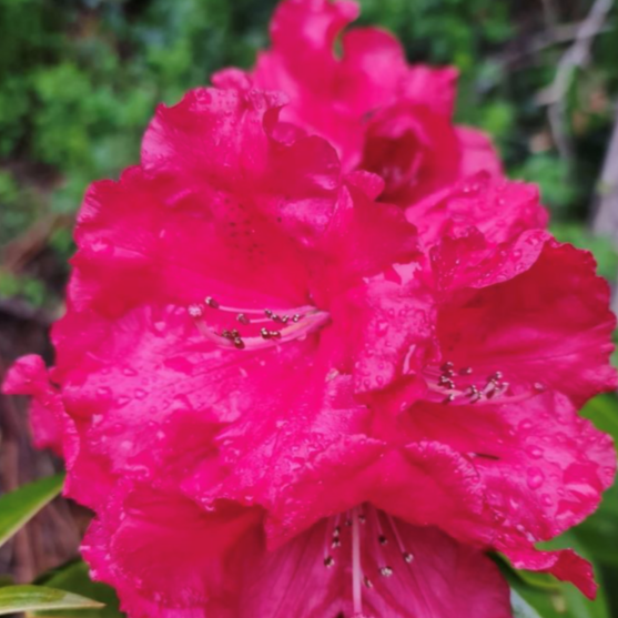 Rhododendron 'Marketta's Prize', dark green foliage and  rose-red frilly edged flowers.