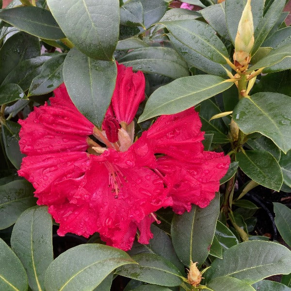 Rhododendron 'Marketta's Prize', dark green foliage and  rose-red frilly edged flowers.