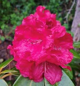 Rhododendron 'Marketta's Prize', dark green foliage and  rose-red frilly edged flowers.