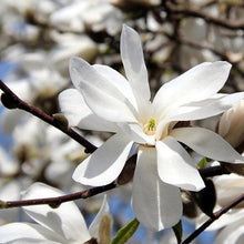 Load image into Gallery viewer, Magnolia &#39;Merrill&#39;, deciduous tree featuring masses of large white blooms in spring.
