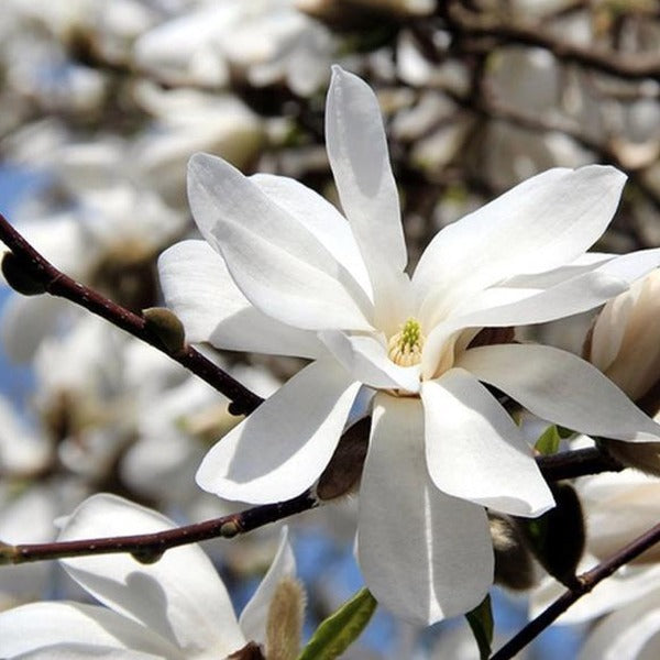 Magnolia 'Merrill', deciduous tree featuring masses of large white blooms in spring.