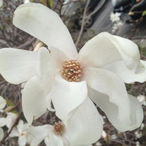 Magnolia | Merrill
