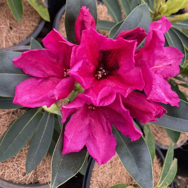 Rhododendron 'Midnight', evergreen shrub with dark-green, pointy foliage and trusses of funnel-shaped, deep-magenta blooms with dark throat.