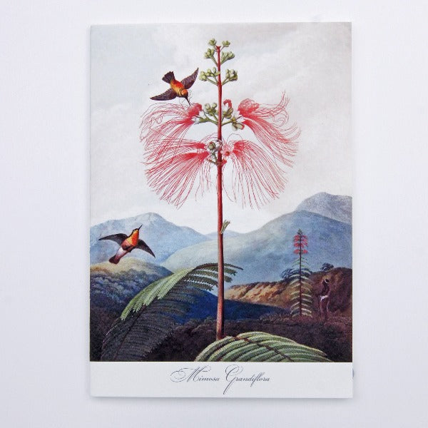 Handmade Greeting Card,  featuring Mimosa Grandiflora flowers,  blank inside.