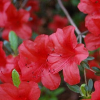 Mollis azalea 'Redshank' open funnel-shaped reddish orange flowers and glossy green foliage